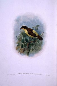 Loboparadisea serica、水鳥の楽園（カラーリトグラフ） 作： W. and Keulemans J.G. Hart