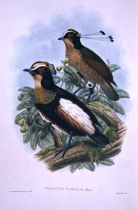 カローラ王妃の六文銭（カラーリトグラフ 作： W. and Keulemans J.G. Hart