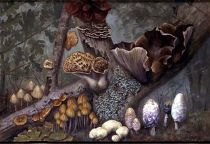 ウッドランドの菌類（パネルに油彩） 作： W. Neville