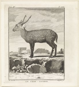 ハート Le Cerf-Cochon (オブジェクトのタイトル) 作： W. Tringham