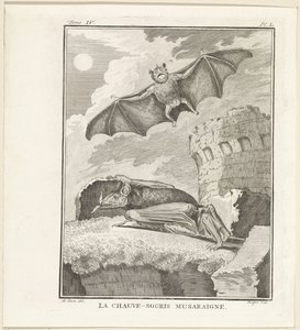 フレールマイゼン The Shrew Bat (オブジェクトのタイトル) 作： W. Tringham