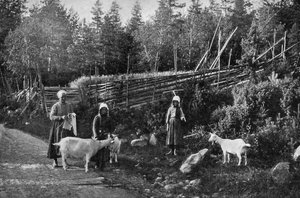 1908～1909年、スウェーデン、ダーラナでのヤギの飼育。 作： Wald Zachrisson