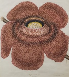 ラフレシアアルノルディイの花 作： Waldell