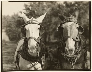[アラバマ州ヘイル郡、トゥー・ミュールズ]。 作： Walker Evans