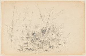 野草スケッチ 作： Walter Clark