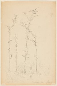 野生植物の研究、フォーダムハイツ 作： Walter Clark