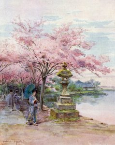 桜と石灯籠、上野公園