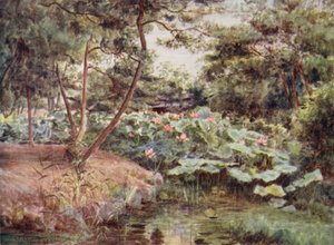 甲府の松とピンクの蓮 作： Walter Frederick Roofe Tyndale