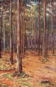 ウェセックスボーンマス近郊の松林（カラーリトグラフ） 作： Walter Frederick Roofe Tyndale