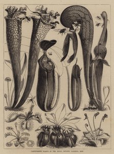 キュー王立植物園の肉食性植物 作： Walter Granville Smith