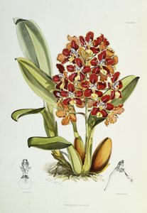 Odontoglossum coronarium、1864-1874