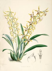 Odontoglossum lindleyanum 作： Walter Hood Fitch