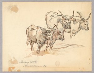 トスカーナの牛の研究 作： Walter Shirlaw
