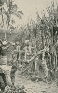 杖畑で働いているトリニダードクーリー 作： Walter Stanley Paget