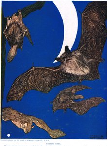 イギリスのコウモリ、「新しい自然史」のイラスト、ジョンアーサートンプソン（1861-1933）、GPパトナムの息子、1926年発行 作： Warwick Reynolds