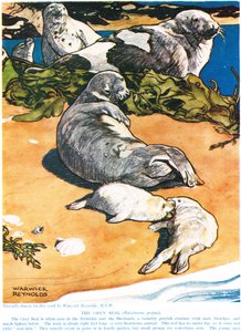 灰色のシール、「新しい自然史」からのイラスト、ジョンアーサートンプソン（1861-1933）、GPパトナムの息子、1926年発行 作： Warwick Reynolds
