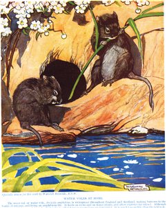 自宅での水ハタネズミ、「新しい自然史」のイラスト、ジョンアーサートンプソン（1861-1933）、GPパトナムの息子、1926年発行 作： Warwick Reynolds