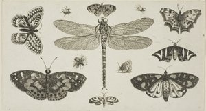 トンボ、テントウムシ、蝶（『Diversae Insectorum...Figurae』より