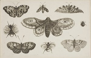 蛾、蝶、蜂 作： Wenceslaus Hollar