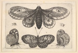蛾、3匹の蝶、2匹のカブトムシ、1646年。 作： Wenceslaus Hollar