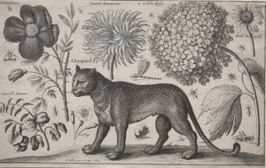 動物と植物：植物と昆虫のヒョウ、1662。 作： Wenceslaus Hollar