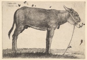 ロバ、1649。 作： Wenceslaus Hollar