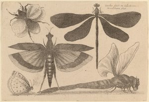 トンボ、マルハナバチ、蝶 作： Wenceslaus Hollar