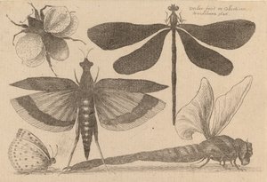 トンボとマルハナバチ 1646年 作： Wenceslaus Hollar