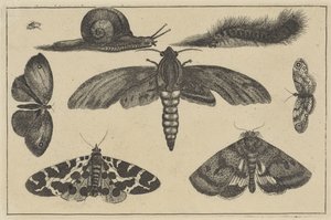 3 つの蛾、蝶、カブトムシ、カタツムリ、毛虫 いろいろな昆虫（連載タイトル） Diversae Insectorum (シリーズタイトル) 作： Wenceslaus Hollar
