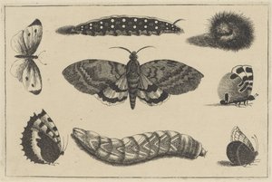 毛虫 3 匹、蛾 1 匹、蝶 4 匹 いろいろな昆虫（連載タイトル） Diversae Insectorum (シリーズタイトル) 作： Wenceslaus Hollar