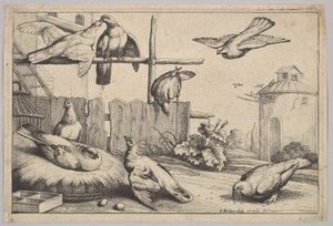 8匹の鳩、1625-77。 作： Wenceslaus Hollar