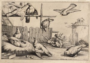 8つのハト状態1 作： Wenceslaus Hollar