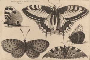 5つの蝶々、1646年 作： Wenceslaus Hollar