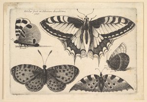 5蝶、1646。 作： Wenceslaus Hollar