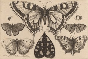 5匹の蝶と1匹の蛾と2匹の甲虫 1646年 作： Wenceslaus Hollar