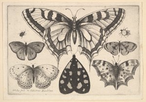 5つの蝶、蛾と2つのカブトムシ、1646。