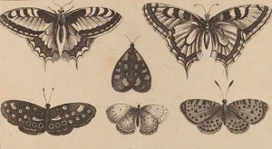 5匹の蝶と1匹の蛾。 作： Wenceslaus Hollar