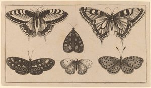 5匹の蝶と1匹の蛾 作： Wenceslaus Hollar