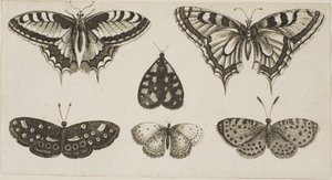 5匹の蝶と1匹の蛾 作： Wenceslaus Hollar