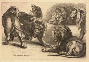 5頭のライオンと1頭の雌ライオン（ルーベンス作 作： Wenceslaus Hollar