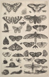 蛾や蝶を含む41種類の昆虫、1625-77。 作： Wenceslaus Hollar