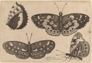 4 つの蝶 作： Wenceslaus Hollar