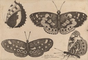 4つの蝶々、1646年 作： Wenceslaus Hollar