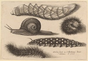 4匹の毛虫とカタツムリ 作： Wenceslaus Hollar