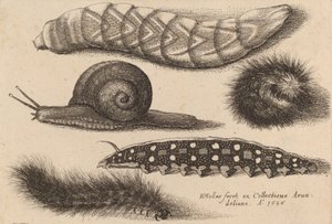 4匹のアオムシと1匹のカタツムリ 1646年 作： Wenceslaus Hollar