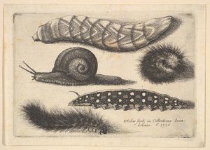 4つの幼虫とカタツムリ、1646年。 作： Wenceslaus Hollar