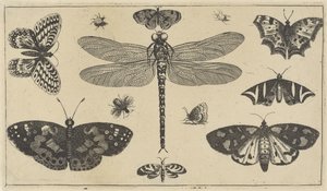トンボ、てんとう虫、蝶 いろいろな昆虫（連載タイトル） Diversae Insectorum (シリーズタイトル)