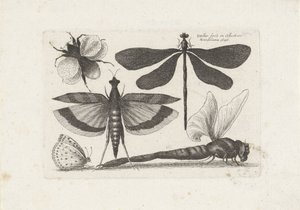 トンボ、蝶、マルハナバチ 昆虫（連載タイトル） Muscarum Scarabeorum (シリーズタイトル) 作： Wenceslaus Hollar