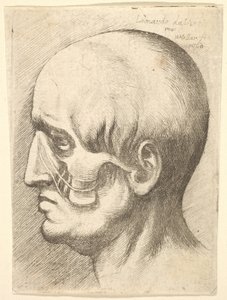 筋肉が露出した状態で左に横向きの男性の頭部、1660年。