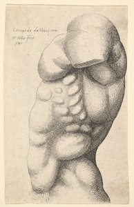 男性の胴体、首から腰まで、プロファイルは左、1645。 作： Wenceslaus Hollar